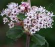 A close up of Ceanothus crassifolius, Hoary-leaved Ceanothus flowers - grid24_24