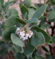 Arctostaphylos otayensis flowers