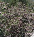 Baby Bear manzanita bush is covered with pink  flowers the hummingbirds and native insects like. Quite a hedge plant.