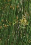 Juncus effusus Common Rush