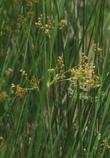 Juncus effusus Common Rush - grid24_24