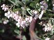 Arctostaphylos Mama Bear Manzanita  with Bombus edwardsi