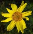 Coreopsis maritima Beach Coreopsis