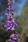 Trichostema lanatum, Woolly Blue Curl flower spike.