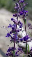 Trichostema lanatum ,Woolly Blue Curls with a Trichostema parshii in background