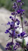 Trichostema lanatum ,Woolly Blue Curls with a Trichostema parshii in background - grid24_24