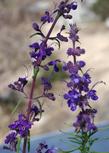 Both Trichostema lanatum and parishii next to each other.