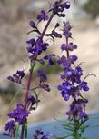 Both Trichostema lanatum and parishii next to each other. - grid24_24