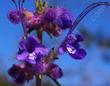 Trichostema lanatum, Woolly Blue Curls flower