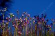 Dodecatheon clevelandii, shooting stars