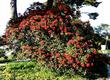 Toyon, also called Christmas berry because of the red berries around Christmas. A great hedge plant.
