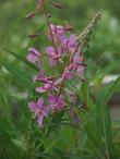 Epilobium angustifolium ssp. angustifolium (ssp. circumvagum), Fireweed, here shown in bud and in flower. 