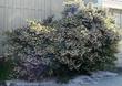 Arctostaphylos densiflora, Sentinel Manzanita works well as a low hedge or foundation plant. - grid24_24