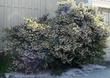 Arctostaphylos densiflora, Sentinel Manzanita works well as a low hedge or foundation plant.