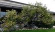 An overwatered Sentinel manzanita too close to the lawn