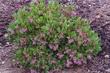 Arctostaphylos Sonoma Manzanita Bush Stanford Manzanita