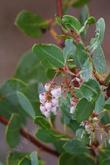 Arctostaphylos rainbowensis (Rainbow manzanita)  - grid24_24