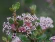 Ceanothus crassifolius Hoary Leaved Lilac flowers. - grid24_24