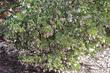 Arctostaphylos viscida ssp. viscida,  Whiteleaf manzanita in flower