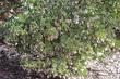 Arctostaphylos viscida ssp. viscida,  Whiteleaf manzanita in flower - grid24_24