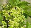 Ziziphus parryi California crucillo, lotebush, Parry Abrojo, flowers - grid24_24