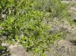 Ziziphus parryi var. parryi, California crucillo, lotebush, Parry Abrojo - grid24_24