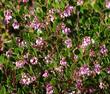 Harmony manzanita with pink flowers and green leaves.