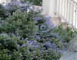 Ceanothus Joyce Coulter in a San Francisco garden. - grid24_24