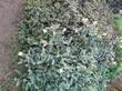 Astragalus nuttallii Nuttall's Milkvetch, Eriogonum parvifolium, Achillea arnicola, Distichlis spicata, Erigeron glaucus, Seaside Daisy - grid24_24