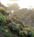 Dudleya lanceolata Liveforever, Erigeron glaucus and  Armeria maritima are native plants on this coastal bluff overlooking the ocean.