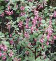 Ribes malvaceum, Pink Chaparral currant flower show. - grid24_24