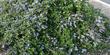 Ceanothus Yankee Point in a parking lot. This is probably the most popular ground cover in California. - grid24_24