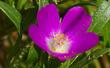 Red maids flower