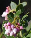 Arctostaphylos refugioensis, Refugio manzanita is native around Refugio pass, Santa Barbara. - grid24_24