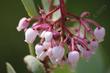 Arctostaphylos mariposa, Mariposa Manzanita - grid24_24