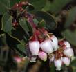 Arctostaphylos morroensis (Morro manzanita) flowers - grid24_24