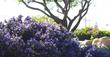 Ceanothus Dark Star in Morro Bay 100 feet from the water. - grid24_24