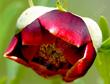 Paeonia californica, California Peony 
