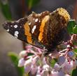 Harmony manzanita, Red Admiral