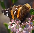 Harmony manzanita, Red Admiral - grid24_24