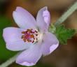 Malacothamnus clementinus