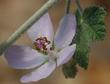 Malacothamnus clementinus flower side view - grid24_24