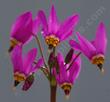 dodecatheon hendersonii flowers