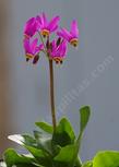 Broad leafed shooting star and Henderson's shooting star. 