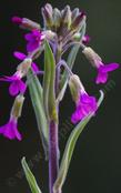 Arabis pulchra var. gracilis beautiful rockcress - grid24_24