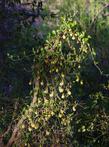 Aristolochia californica, California Pipevine climbing over dead branches
