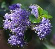 Close up of Ceanothus Mill's Glory flowers. Un-watered California native plants can better than watered non-native plants. - grid24_24