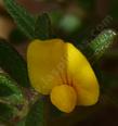 Lotus strigosus flower - grid24_24