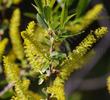 Salix lasiolepis bracelinae flower close up - grid24_24