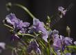 Viola palustris (Marsh Violet)